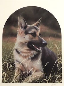 Deutscher Schäferhund klassische Rassen signiert limitierte Auflage Lithographie von John Silver - Bild 1 von 6