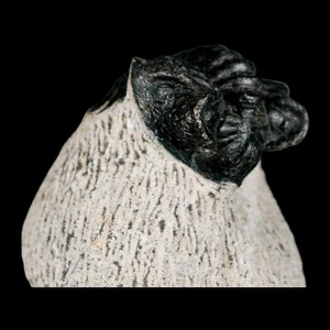 1.6" Coltraenia Oufatenensis Trilobite Fossil Devonian Morocco 400 Mil Yrs Old - Picture 1 of 10