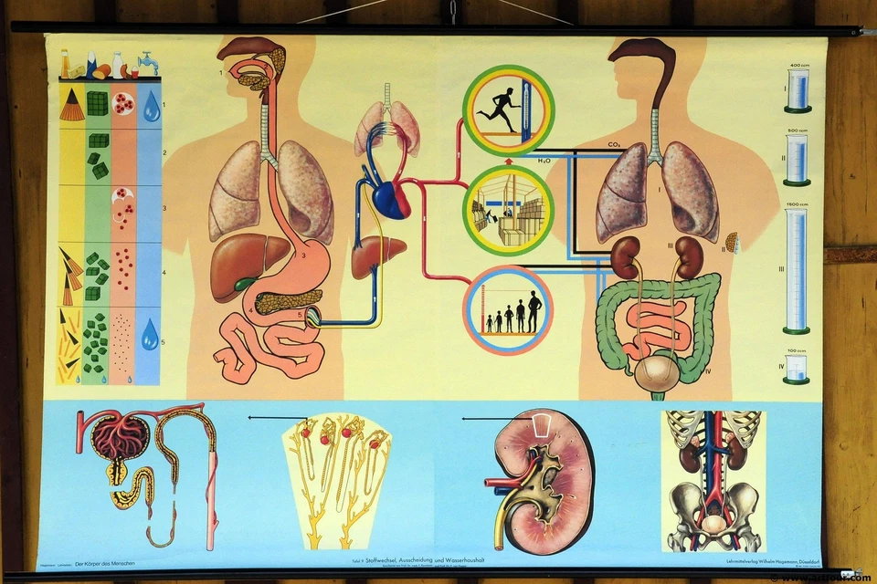 Tabla de pared desmontable anatómica vintage Hagemann cuerpo humano metabolismo excreción Foto 1 de 1