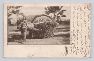 UDB Postcard A Basket of Buds Tournament of Roses Pasadena ~ 1906 - Picture 1 of 4