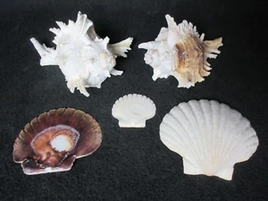 Collection of 5 Shells, 2 Conch Shells, 3 Clam Shells, Mixed Sizes - Picture 1 of 18