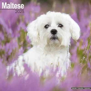 Calendrier 2025 -  BICHON MALTAIS - Picture 1 of 2