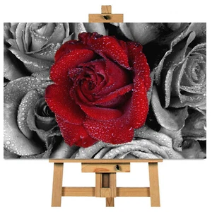 Red Rose Canvas Picture Ready To Hang - Picture 1 of 1