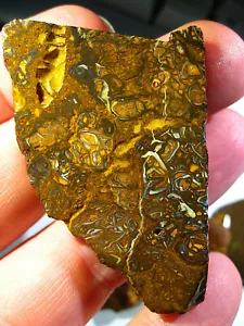 560 cts Australien Roh Yowah Koroit Matrix Opal Boulder Rough Sammler Schleifer - Bild 1 von 6