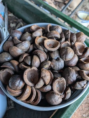 12 0Z Cáscaras de nuez de nogal curadas para decorar y elaborar carne ahumada ENORME TAMAÑO Foto 1 de 4