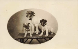 PIT BULL MIX c1910 rppc PORTRAIT OF DAM & TWO PUPPIES Dogs - Picture 1 of 2