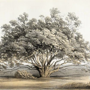 1857 Scarce USPRR Explorations & Surveys Tree Pl. 3 MAZANITO (Manzanita) - Picture 1 of 5