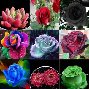 20+ Variety All Season Mixed Rose Flower Seeds For Home Garden -Set Of 80+ Seeds - Picture 1 of 4