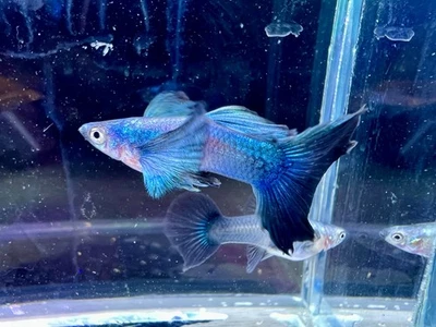 PREVENTA Nuevo Premium Dumbo Dark Knight Live Guppy - 1 TRÍO 1 M/2F Vendedor de EE. UU. Foto 1 de 4