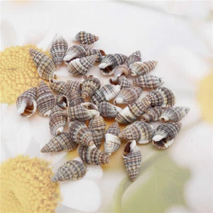 50PCS Natural Black Conch Shell 1-2cm Sea Shell Decor Ornament Embellishment - Picture 1 of 6