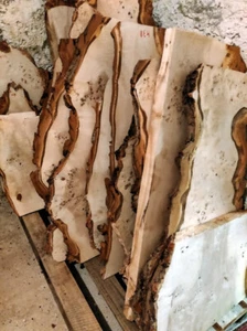  Pappel Maser  Bohlen Baumkanten 1 m³  Poplar bur  Edelholz                    - Bild 1 von 12