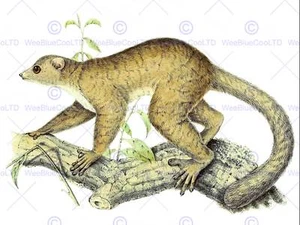 PAINTING ANIMAL PORTRAIT POLLARD VAN DAM WEASEL SPORTIVE LEMUR ART PRINT LAH623 - Picture 1 of 2
