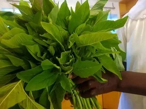 Jamaican Callaloo Amaranth 5000+ Seeds - Delicious Heirloom Stews & Stir-Fries - Picture 1 of 3