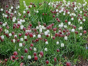 50 Samen Schachblume (Fritillaria meleagris) - - Bild 1 von 2