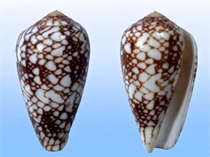 Conidae, Conus pennaceus marmoricolor, Mauritius Isl., 41,6 mm, SELECTED QUALITY - Imagen 1 de 1