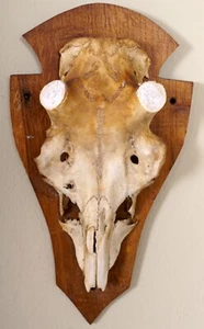 Schöner Hirschschädel für Abwurfstangen auf Trophäenbrett - Bild 1 von 3