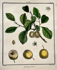 1768 Plum, fruit, Duhamel du Monceau, large quarto, hand colour - Picture 1 of 3