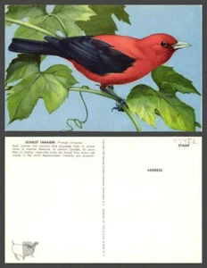 VINTAGE POSTCARD TOPIC: Birds - Picture 1 of 1