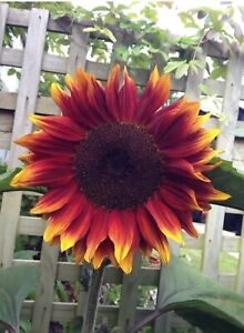 Sunflower (Red Velvet) 10+ Seeds :) (Helianthus Annuus) Instructions Included x
