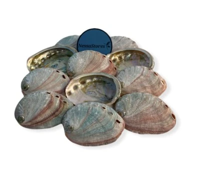 Red Abalone Sea Shell One Side Polished Beach Craft 2" - 3" (3 pcs) #JC-020 - Image 1 of 4