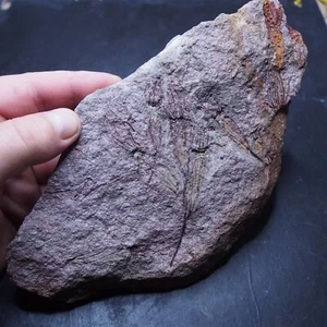 Eocrinoid Ascocystites sp. Echinoderms Fossil Morocco Ordovician - Picture 1 of 11