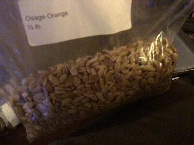 Osage Orange Tree Seeds ((Maclura Pomifera) (hedge apple, monkey balls)) - Image 1 of 2