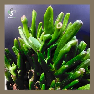 1 esqueje cutting taglio Corte🌱CRASSULA GOLLUM🌱Cactus succulent succulext - Imagen 1 de 2