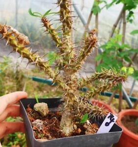 Rare Succulent Plant Euphorbia rossii Garden plants