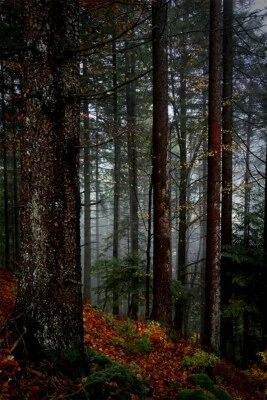 Arte de pared con impresión de naturaleza de la Selva Negra en Alemania decoración del hogar - PÓSTER 20x30 Foto 1 de 3