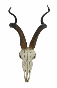 African Kudu Antelope Skull Wall Hanging Cool Twisted Horns - Picture 1 of 5