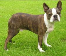 BOSTON TERRIER GLOSSY POSTER PICTURE PHOTO dogs puppy puppies pet paws grass 539
