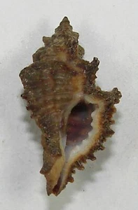 MUREX GUBBI 26.27mm SUPER CHOICE SPECIMEN off Libreville, Gabon - Picture 1 of 2