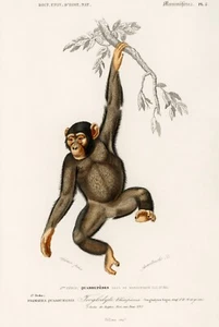 Vintage Chimpanzee Charles d’Orbigny 1849 Wall Art Poster Print Picture - Picture 1 of 6