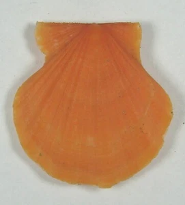 PECTEN GLABER 31.75mm SUPER CHOICE ORANGE SPECIMEN Aegean Sea, Greece - Picture 1 of 2