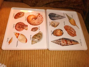 Set of 2 Vintage Melamine Trays Made in Italy Seashells DRe Imports - Picture 1 of 4