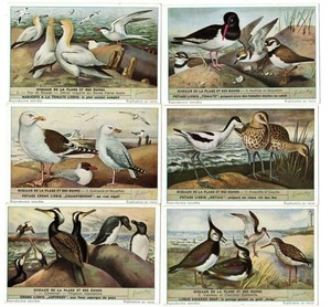 LIEBIG  S 1610  F. 1592  'BIRDS OF BEACH &  DUNES '  C/SET. V/G. FRENCH or DUTCH