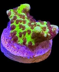 Live Coral Montipora Spongodes 1”+ - Picture 1 of 2