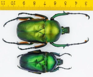 BEETLE - Cetoniidae - Jumnos ruckeri pfanneri (Pair) - MALAYSIA - 8800 - Picture 1 of 1