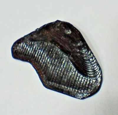 Empuñadura para pulgar panel trasero Nikon Coolpix B700 y P610 Foto 1 de 4