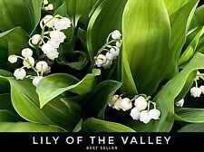 🌱6/ WHITE Lily of the Valley PIPS Live SHADE Bare Root Perennial. USA Seller