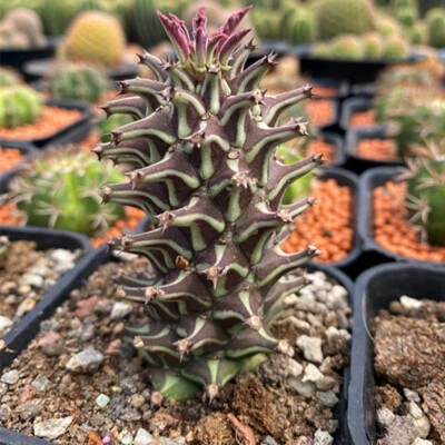 CACTUS PLANTS 8CM Succulent Cactus Plant Euphorbia Guentheri Variegata Euphorbiaceae Beautiful