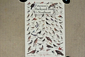 Backyard Birds of the Northeast Illustrated Art Poster (24" x 16") canvas - Picture 1 of 7