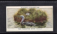 RED-THROATED DIVER (FEMALE) - 80 + year old English Tobacco Card # 6