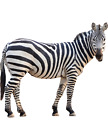 Sticker Zebra Aufkleber