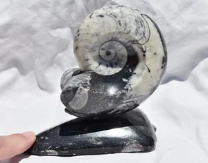 Dino Age Fossil Whole Ammonite Goniatite on Stands 180mm Large 4.2" 4168yy - Picture 1 of 7