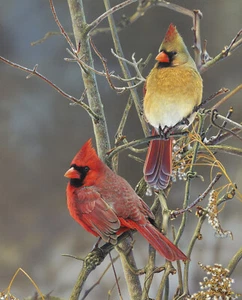 Cardinal Pair Panel Fabric Winter Red Birds Digital Cotton David 35.5" Panel - Picture 1 of 1