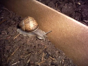 10 Meter Schneckenzaun Schneckenschutz gegen Schnecken - Bild 1 von 1