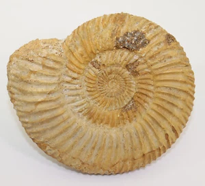 Ammonit, Parkinsonia sp., Jura, Bajoc, Evrecy, Calvados, Frankreich -f875 - Picture 1 of 6