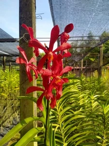 3 Ramas Mokara Topred ORCHIDACEAE color rojo - Imagen 1 de 3