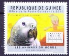 Guinea 2011 MNH, Grey Parrot (Psittacus erithacus), birds, Parrots